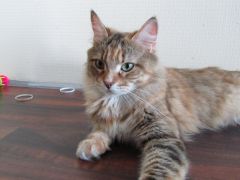 Кошка мейн кун Юки (IMG_1377)