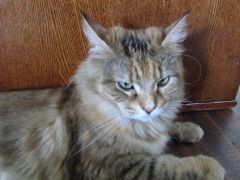 Кошка мейн кун Юки (IMG_1394)