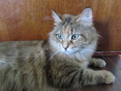 Кошка мейн кун Юки (IMG_1395)