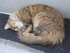 Кошка мейн кун Юки (IMG_1492)