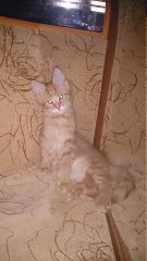 Кот мейн кун Раф (17)