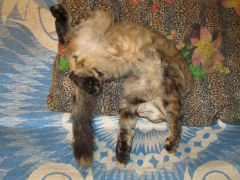 Кошка мейн кун Касси (IMG_1510)
