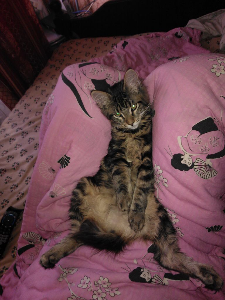 Кошка мейн кун Мася (WP_000422)