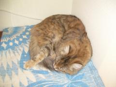 Кошка мейн кун Юки (DSCN1759)