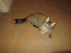 Кошка мейн кун Касси (IMG_1540)