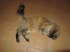 Кошка мейн кун Касси (IMG_1541)