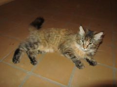 Кошка мейн кун Касси (IMG_1542)