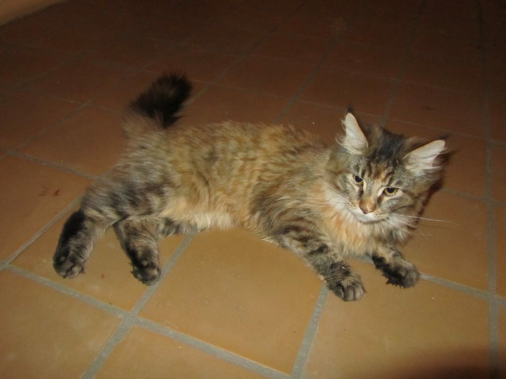 Кошка мейн кун Касси (IMG_1542)
