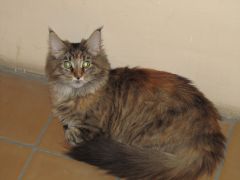 Кошка мейн кун Касси (IMG_1565)