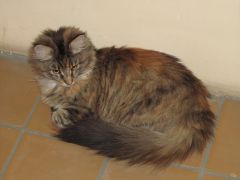 Кошка мейн кун Касси (IMG_1566)