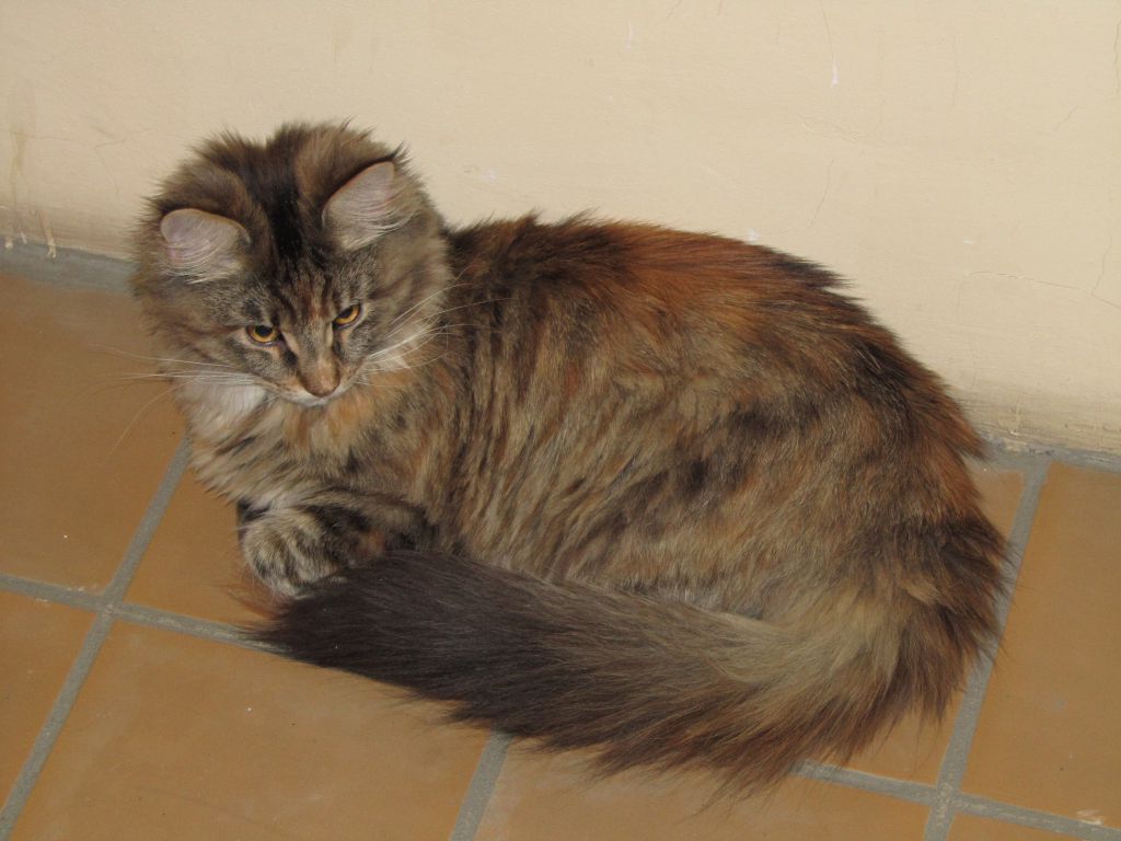 Кошка мейн кун Касси (IMG_1566)
