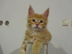 Котята мейн кун (IMG_0711)