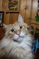 Кот мейн кун Лео (IMG_6505)