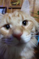 Кот мейн кун Лео (IMG_6506)