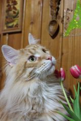 Кот мейн кун Лео (IMG_6532)