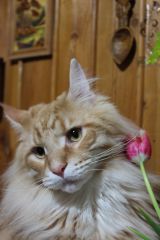 Кот мейн кун Лео (IMG_6534)