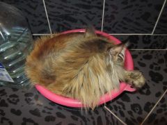 Кошка мейн кун Касси (IMG_1764)