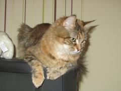 Кошка мейн кун Юки (IMG_0100)