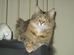 Кошка мейн кун Юки (IMG_0101)