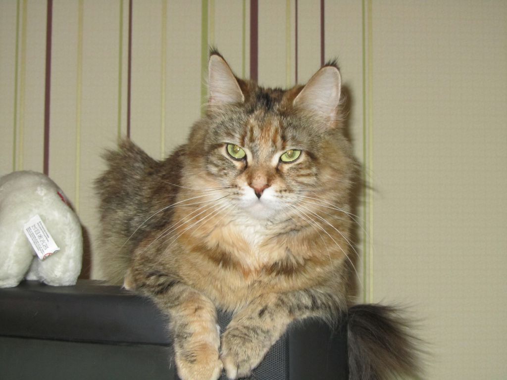Кошка мейн кун Юки (IMG_0103)