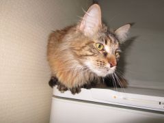 Кошка мейн-кун Касси (IMG_2056)