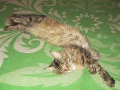 Кошка мейн-кун Касси (IMG_2076)
