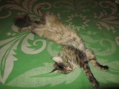 Кошка мейн-кун Касси (IMG_2078)