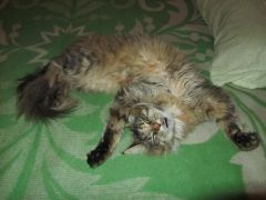 Кошка мейн-кун Касси (IMG_2079)