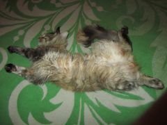 Кошка мейн-кун Касси (IMG_2080)