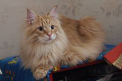 Кот мейн кун Лео (IMG_6892)