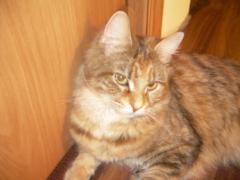 Кошка мейн кун Юки (DSCN1771)