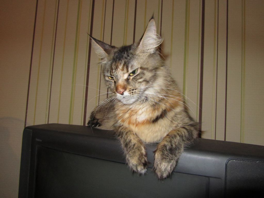Кошка мейн-кун Касси (IMG_2581)
