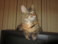 Кошка мейн-кун Касси (IMG_2582)
