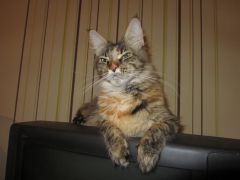 Кошка мейн-кун Касси (IMG_2584)
