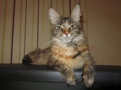 Кошка мейн-кун Касси (IMG_2587)