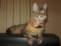 Кошка мейн-кун Касси (IMG_2589)