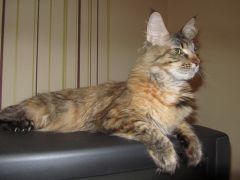 Кошка мейн-кун Касси (IMG_2590)