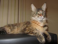 Кошка мейн-кун Касси (IMG_2593)