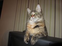 Кошка мейн-кун Касси (IMG_2594)