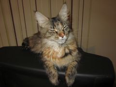 Кошка мейн-кун Касси (IMG_2595)