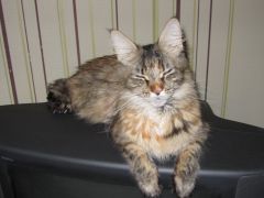 Кошка мейн-кун Касси (IMG_2597)