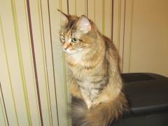 Кошка мейн кун Юки (IMG_0183)
