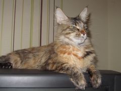 Кошка мейн-кун Касси (IMG_2599)