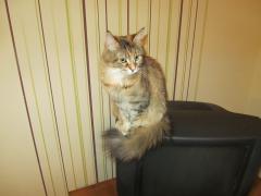 Кошка мейн кун Юки (IMG_0185)