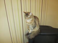 Кошка мейн кун Юки (IMG_0186)