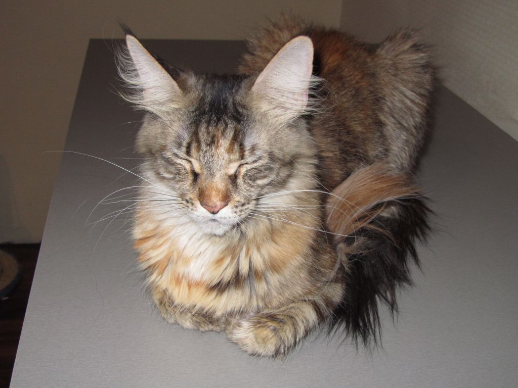 Кошка мейн-кун Касси (IMG_2605)