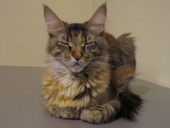 Кошка мейн-кун Касси (IMG_2608)