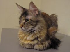 Кошка мейн-кун Касси (IMG_2612)