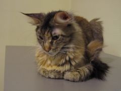 Кошка мейн-кун Касси (IMG_2613)