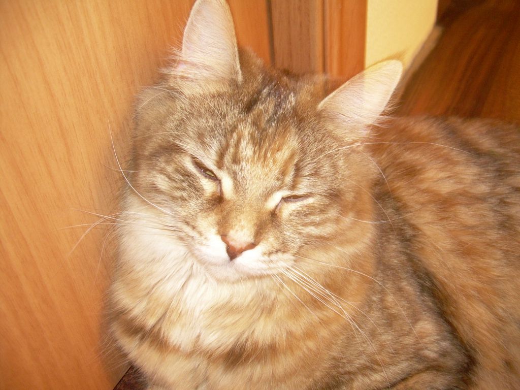 Кошка мейн кун Юки (DSCN1772)